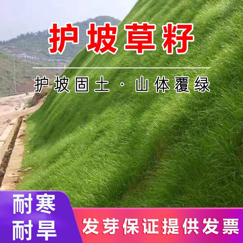 草坪种子草籽四季常青矮生免修剪冻不死草坪绿化工程 护坡草籽一斤