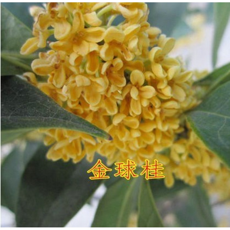 正宗桂花苗树苗嫁接血桂金桂朱砂丹桂庭院阳台盆栽当年开花浓香 金球