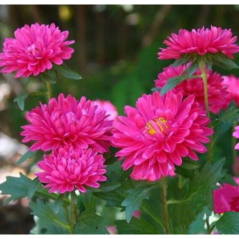 花嫁衣野花种子组合草花种子混色高杆矮杆波斯菊种子格桑花种子 翠菊