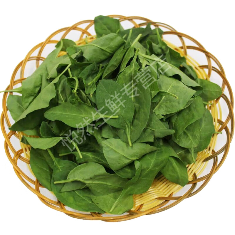 旷古农业枸杞叶 新鲜枸杞叶 枸杞菜上汤菜当天现摘蔬菜 煮汤嫩叶 500g 1斤全叶