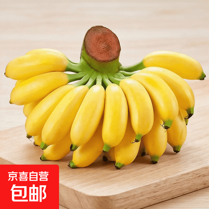 京喜加正宗广东小米蕉产地直供粉糯芭蕉水果皇帝蕉坏果包赔翕果13 小米蕉 带箱2斤