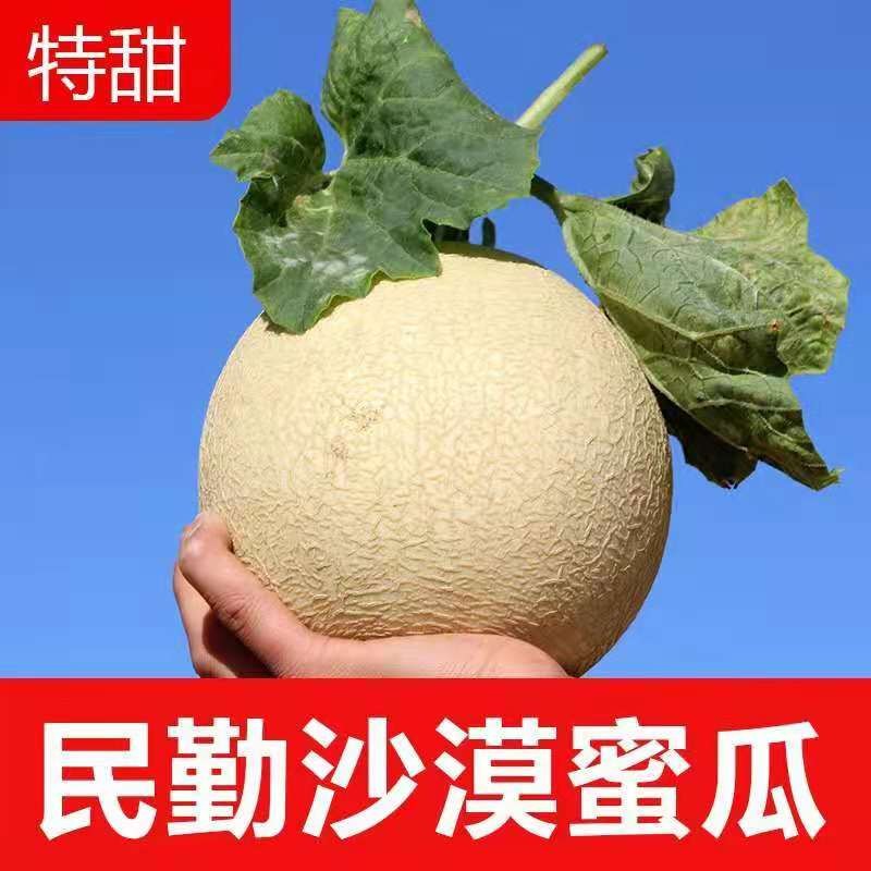 【中国沙漠瓜果节】中国甘肃民勤沙漠蜜瓜 甄选优级整箱装(净重8-9斤）