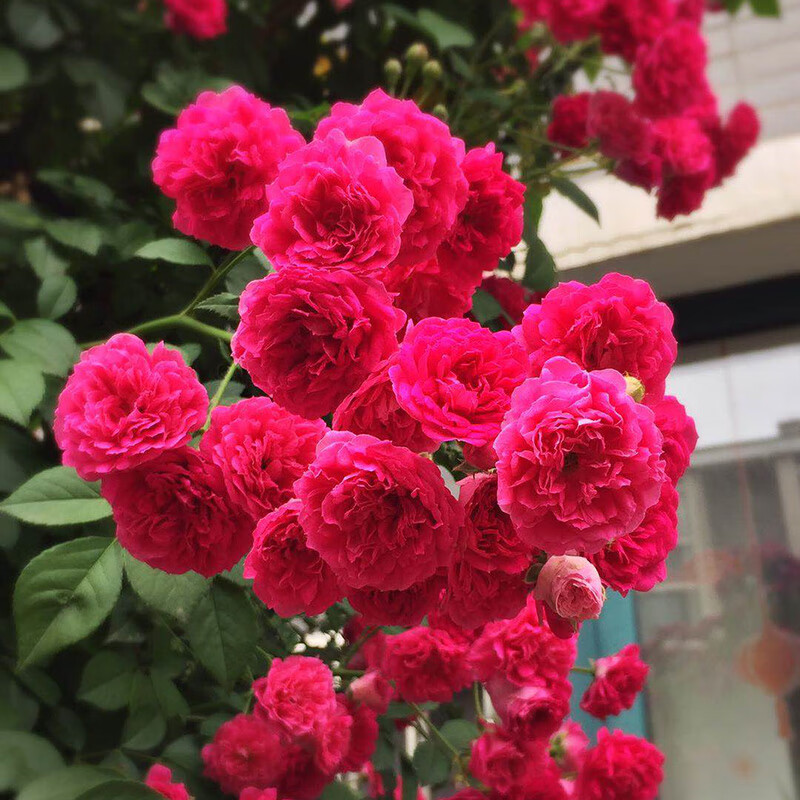 墨薰槿卡梵硕甜蜜红木香花苗爬藤植物白黄木香花四季开浓香红色花卉大