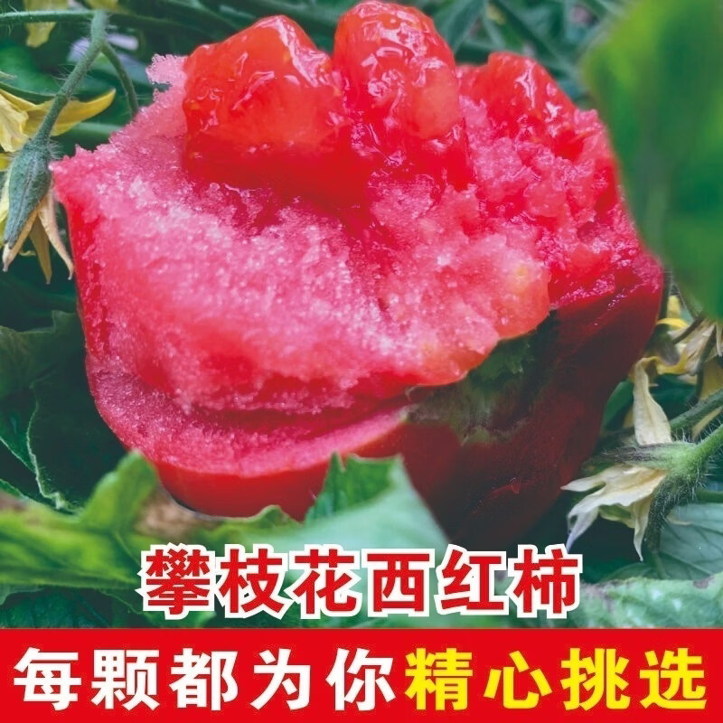 四川攀枝花西红柿新鲜现摘生吃水果露天沙瓤自然番茄整箱当季 大果 5斤