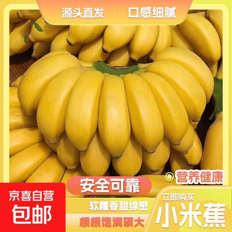 京喜加正宗广西小米蕉现摘现发新鲜水果香蕉小芭蕉薄皮甜糯源头直发13 酸甜口小米蕉【优选】 带箱9斤净重8.3斤