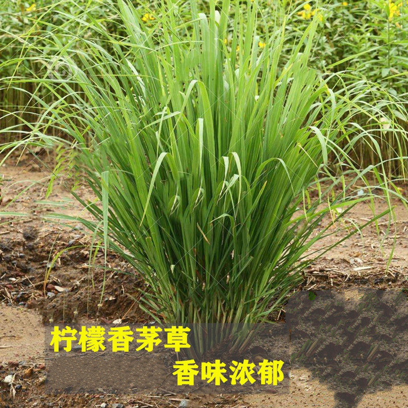 谷芹(guqin)香茅草苗带根带泥香茅苗泰国柠檬草盆栽香味浓郁可食用t2