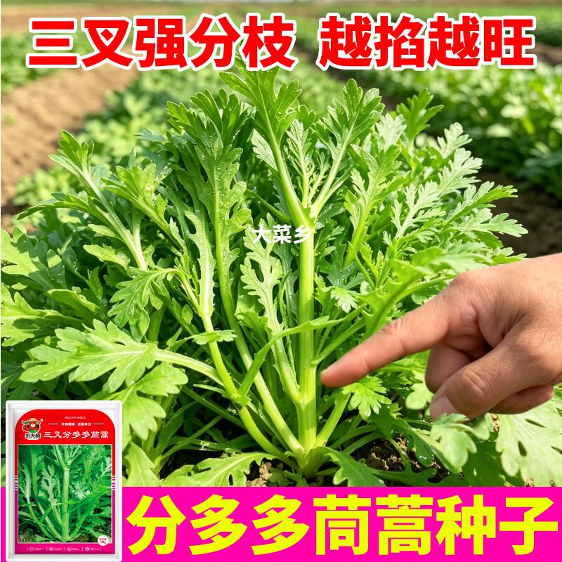 大菜乡三叉分多多茼蒿种子浓香型皇帝菜大叶光杆茼蒿种籽多茬采收 三叉分多多茼蒿种子【2包 约20g】+1包肥