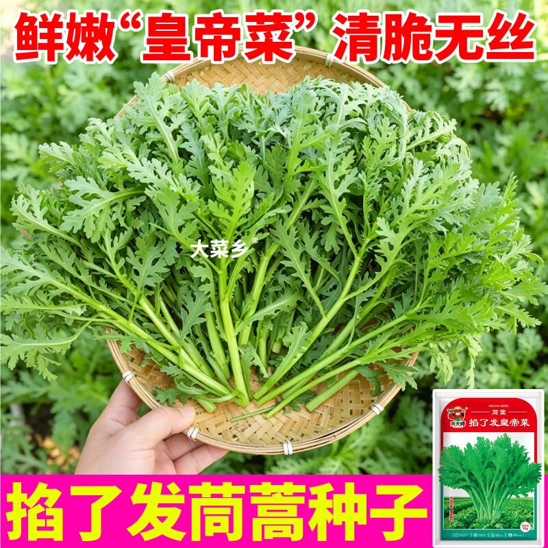大菜乡三叉分多多茼蒿种子浓香型皇帝菜大叶光杆茼蒿种籽多茬采收 三叉分多多茼蒿种子【2包 约20g】+1包肥