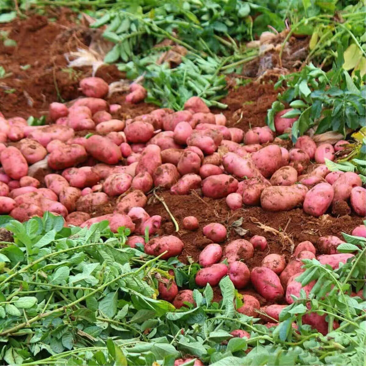 耘伯伯【新上市】正宗云南红皮土豆农家现挖黄心洋芋马铃薯批发新鲜蔬菜 高山精品红皮土豆-沙糯 净重9斤精选中果【单果2两以上】