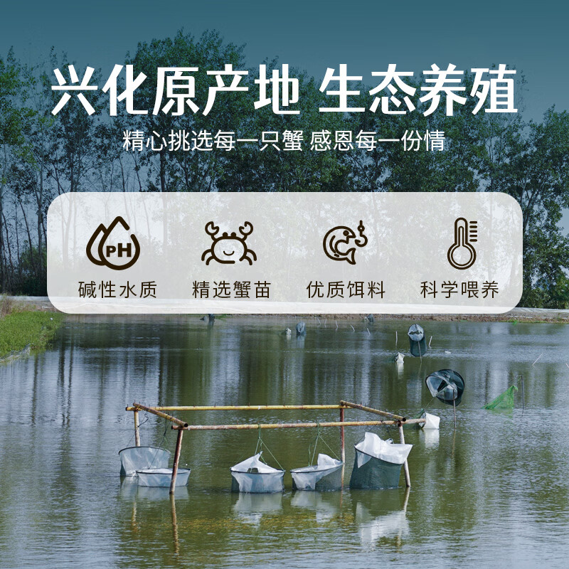 【活蟹】鱻谣大闸蟹 鲜活螃蟹现货礼盒中秋送礼去绳足重足斤足两 全母蟹3.0-3.3两 8只