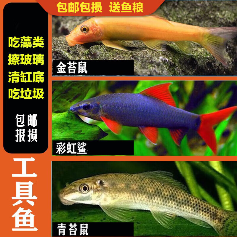 热带斑马鱼淡水观赏鱼金鱼胎生鱼米奇鱼孔雀鱼小型活体鱼耐活好养 3