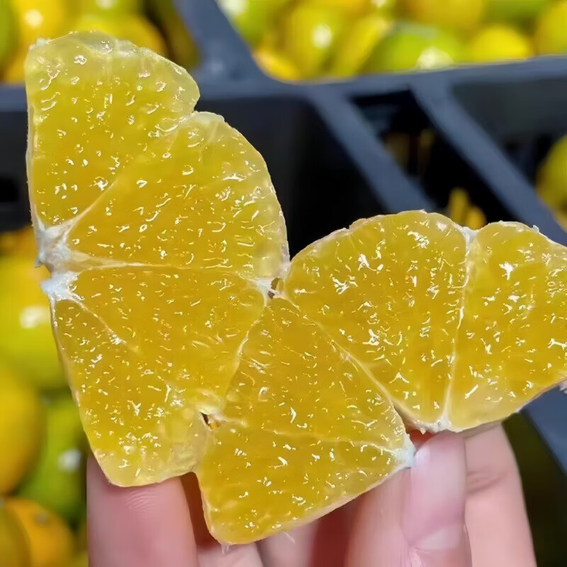 豔疅正宗广西皇帝柑新鲜当季水果大果青黄皮蜜桔柑橘橙子酸甜多汁生鲜 净重4.8-5斤【中果】约29-30个|单果55-60mm