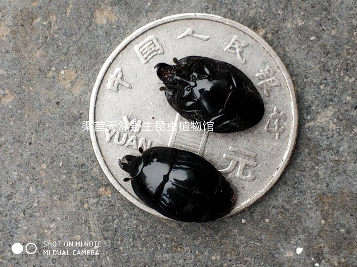 促销双齿蝼巨蝼步甲活体,活阎甲中华婪布甲,活巨蝼布甲科研宠物 阎