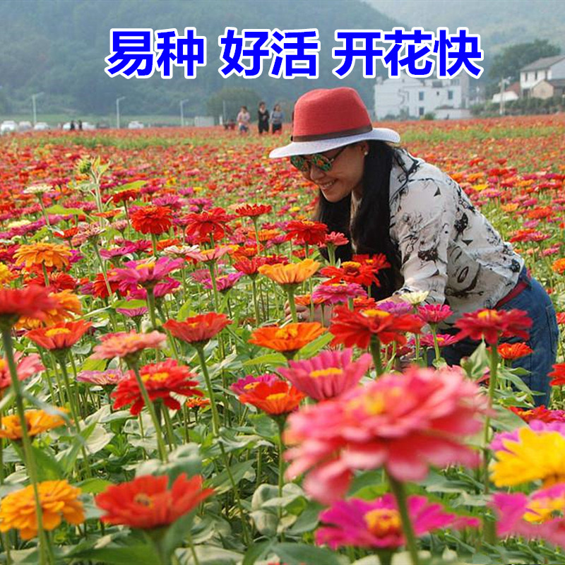 京东花草林木类历史价格怎么查|花草林木类价格比较