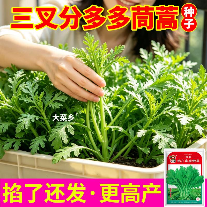 大菜乡三叉分多多茼蒿种子浓香型皇帝菜大叶光杆茼蒿种籽多茬采收 三叉分多多茼蒿种子【2包 约20g】+1包肥