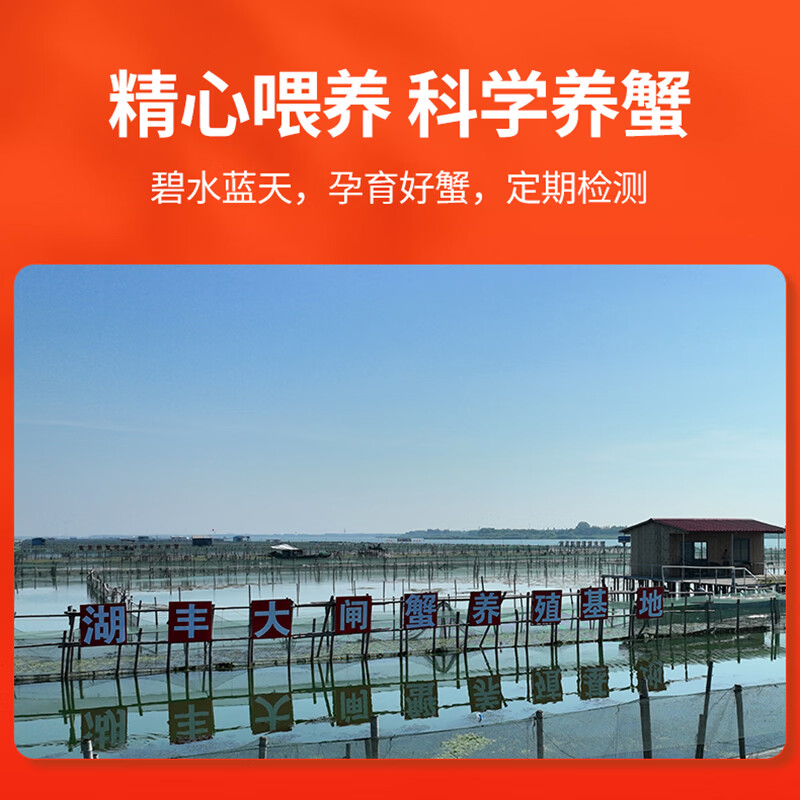 【活蟹】湖丰鲜活大闸蟹螃蟹礼盒生鲜水产节日送礼礼物次日达 公3.0两 母2.0两 3对6只