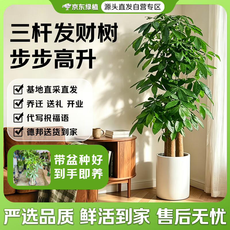京东绿植【带盆种好】步步高三杆发财树开业送礼乔迁客厅室内好养源头直发
