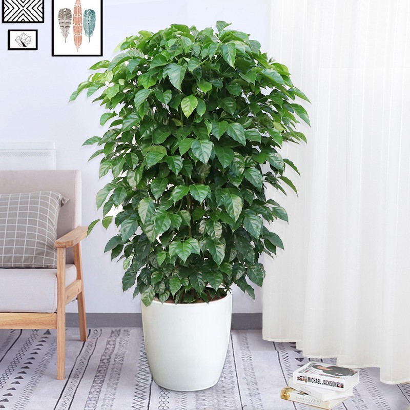 搜索 登录 登录 注册 关闭侧边栏 全部分类 返回主页 园林 农耕 全部园林 农耕 农业机械 工具 农机整机 农技服务 小型农机具 农机配件 微耕机 喷雾器 割草机 园林机械 花卉绿植 全部花卉绿植 花卉 苗木 绿植盆栽 多肉植物 微景观 大型绿植 种子 全部种子 瓜果类 蔬菜