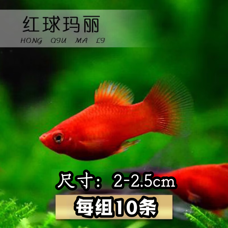 卡奇魚 觀賞魚活體 胎生魚 黑瑪麗 皮球魚 小型魚 曼龍 熱帶魚觀賞魚 紅球月光10條