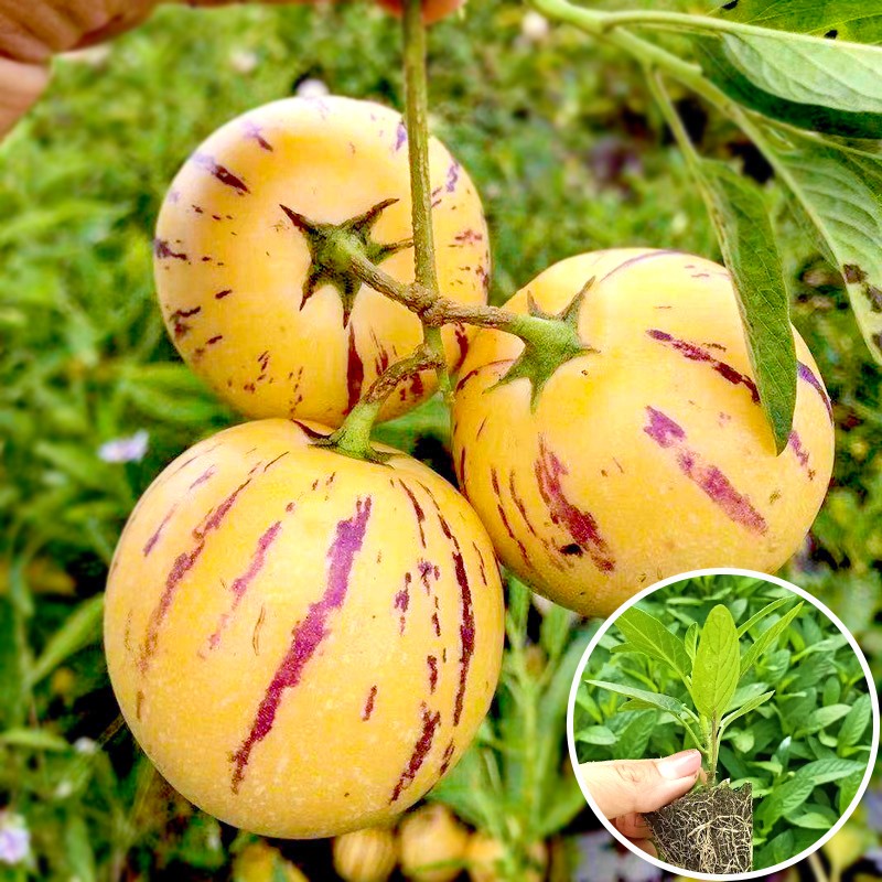 农之子 人参果种子树苗盆栽果树果苗南方北圆果人生果树苗水果黄果