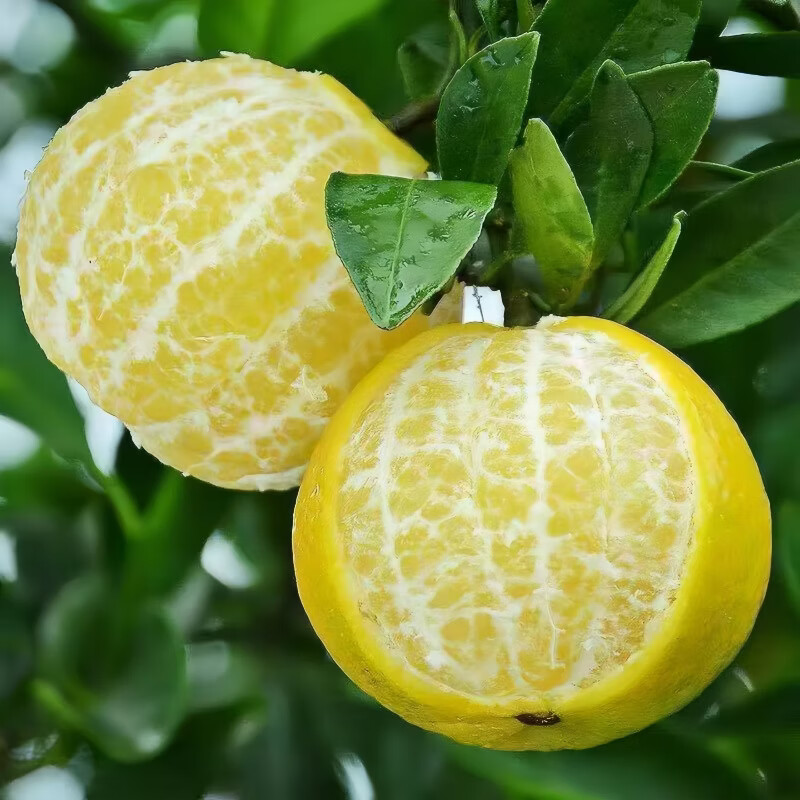 豔疅正宗广西皇帝柑新鲜当季水果大果青黄皮蜜桔柑橘橙子酸甜多汁生鲜 净重4.8-5斤【中果】约29-30个|单果55-60mm