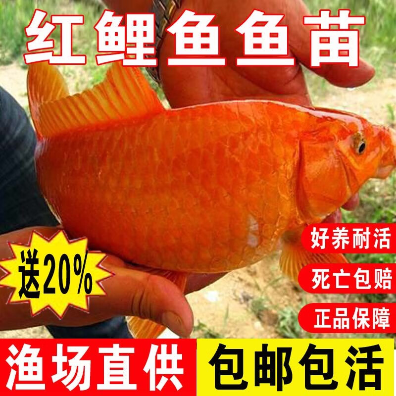 弥翠园红鲤鱼活体鱼-苗淡水养殖食用冷水观赏鱼锦鲤兴国红鲤鱼小鱼批发 100条2-4厘米红鲤鱼苗加10%防损怎么样,好用不?