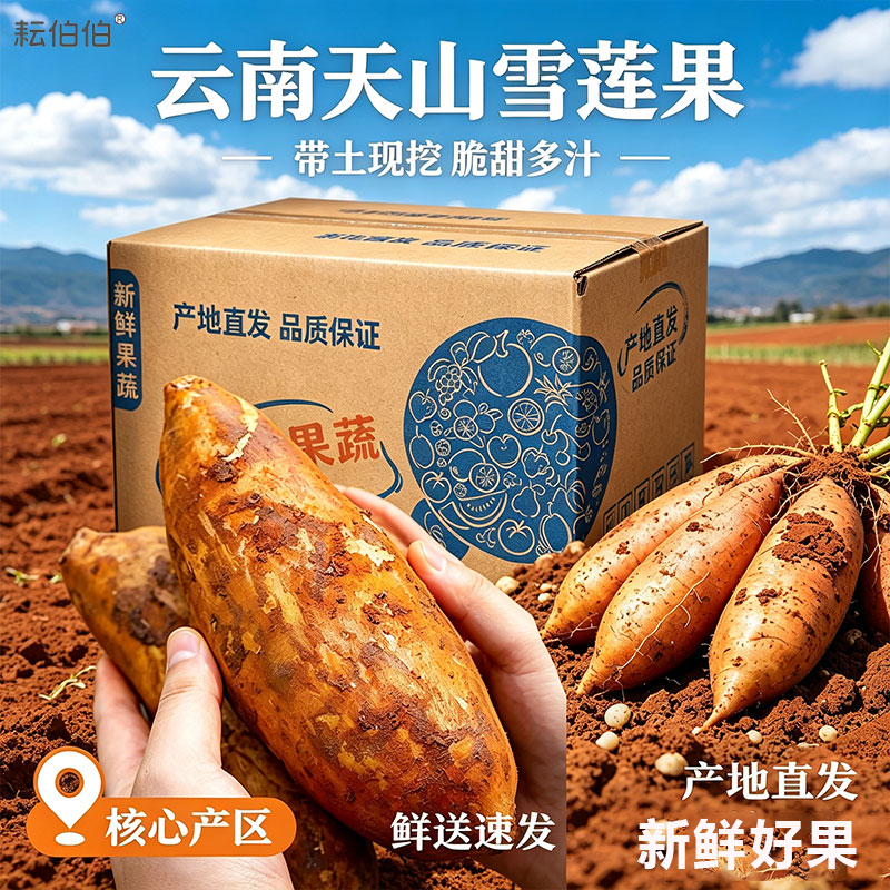 耘伯伯【彩箱】2026年云南天山雪莲果新鲜现挖 雪莲果脆甜多汁当季水果 新货正宗云南天山雪莲果【彩箱】 品牌直发·商超品质【带箱9斤精选特大果】