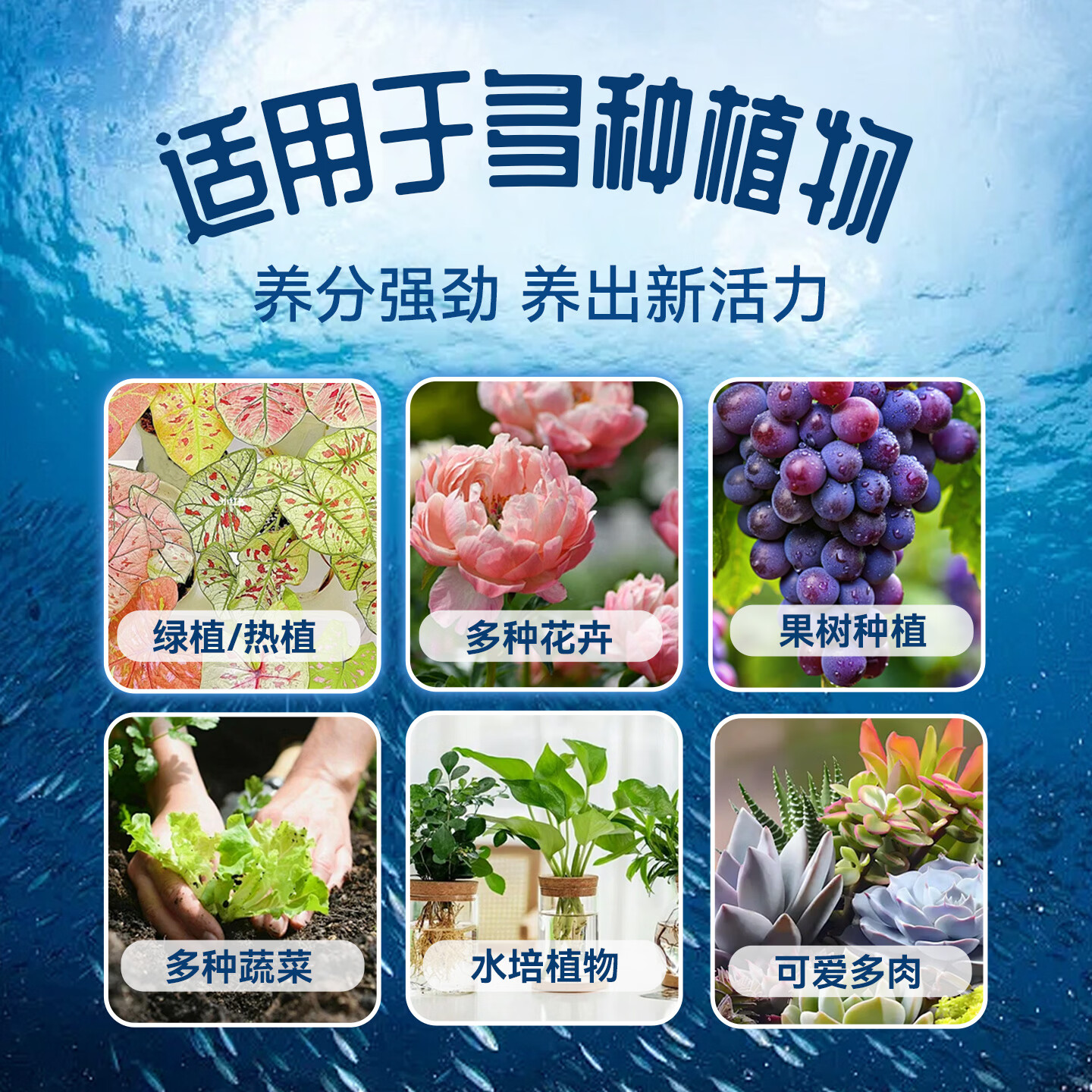 花丁通用型水溶肥月季多肉盆栽绿植花卉园林花肥肥料营养液 绿植花卉通用型600ML