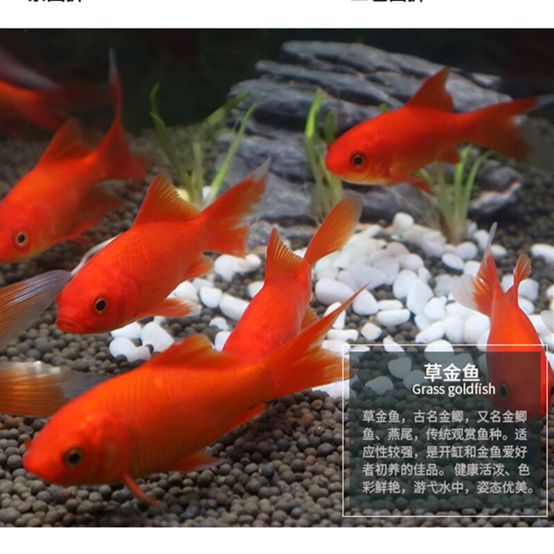 近期水族活体的价格走势|水族活体价格历史