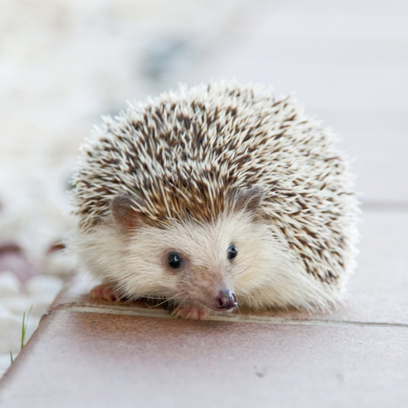 double yellow刺猬活物 非洲迷你刺猬幼崽宝宝宠物活体自家繁殖 杏色
