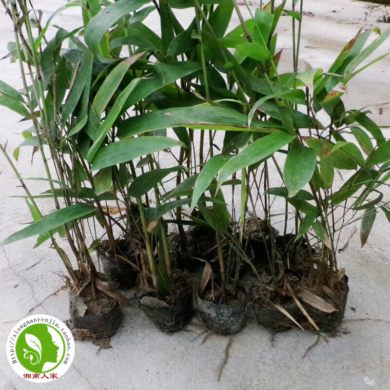 湖南大型楠竹苗毛竹小苗籽播实生苗带营养杯发货易成活造林成本低