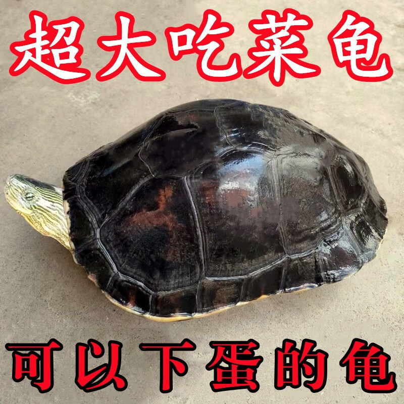 禧厢苑超大吃菜龟巨型活物大乌龟宠物观赏龟活体素食龟草龟珍珠龟下蛋