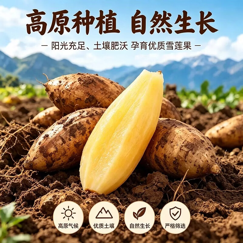 薏品甄鲜云南特产天山雪莲果 天山红泥沙雪莲果黄心新鲜水果生鲜水果 雪莲果净重5斤中果【单果150g+】送削皮刀