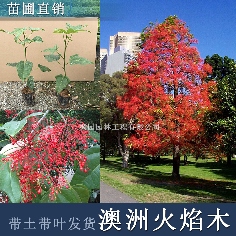澳洲火焰树火焰木树苗观花树木名贵苗木带叶带土发货庭院花苗 澳洲