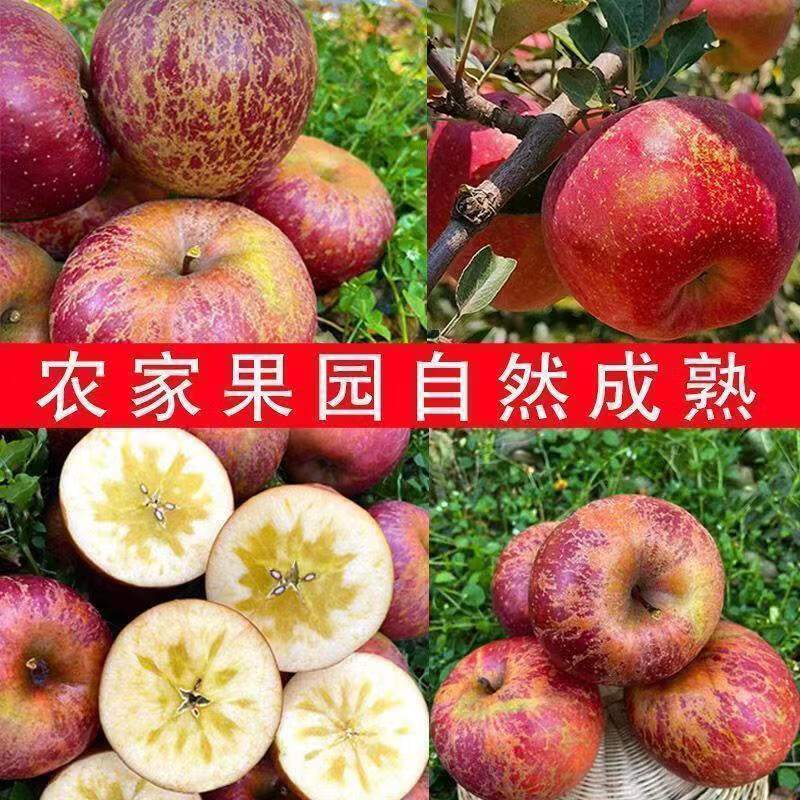 齐鲁盛宝园大凉山丑苹果 高山冰糖心苹果  脆甜红富士应季时令新鲜水果整箱 净重4.5-5斤单果70-80mm