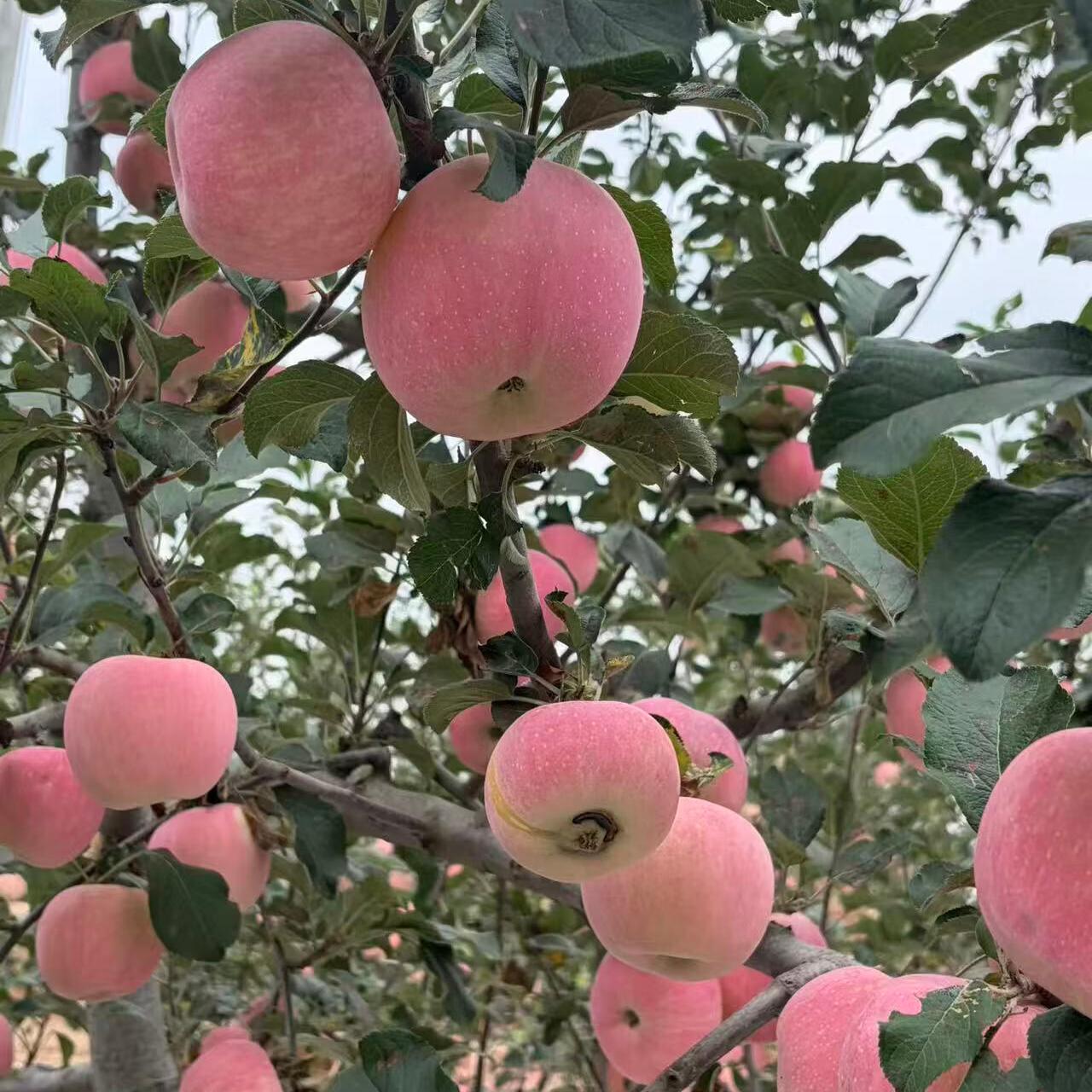 早熟陕西红富士,脆甜可口冰糖心苹果 90cm以上大果 陕西早熟红富士
