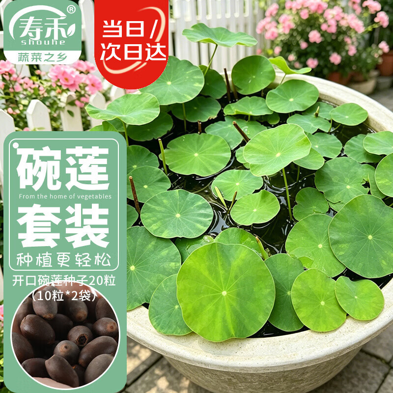 寿禾 碗莲种子已开口水培鱼缸装饰好养四季开花 碗莲2包20粒(10粒/包)