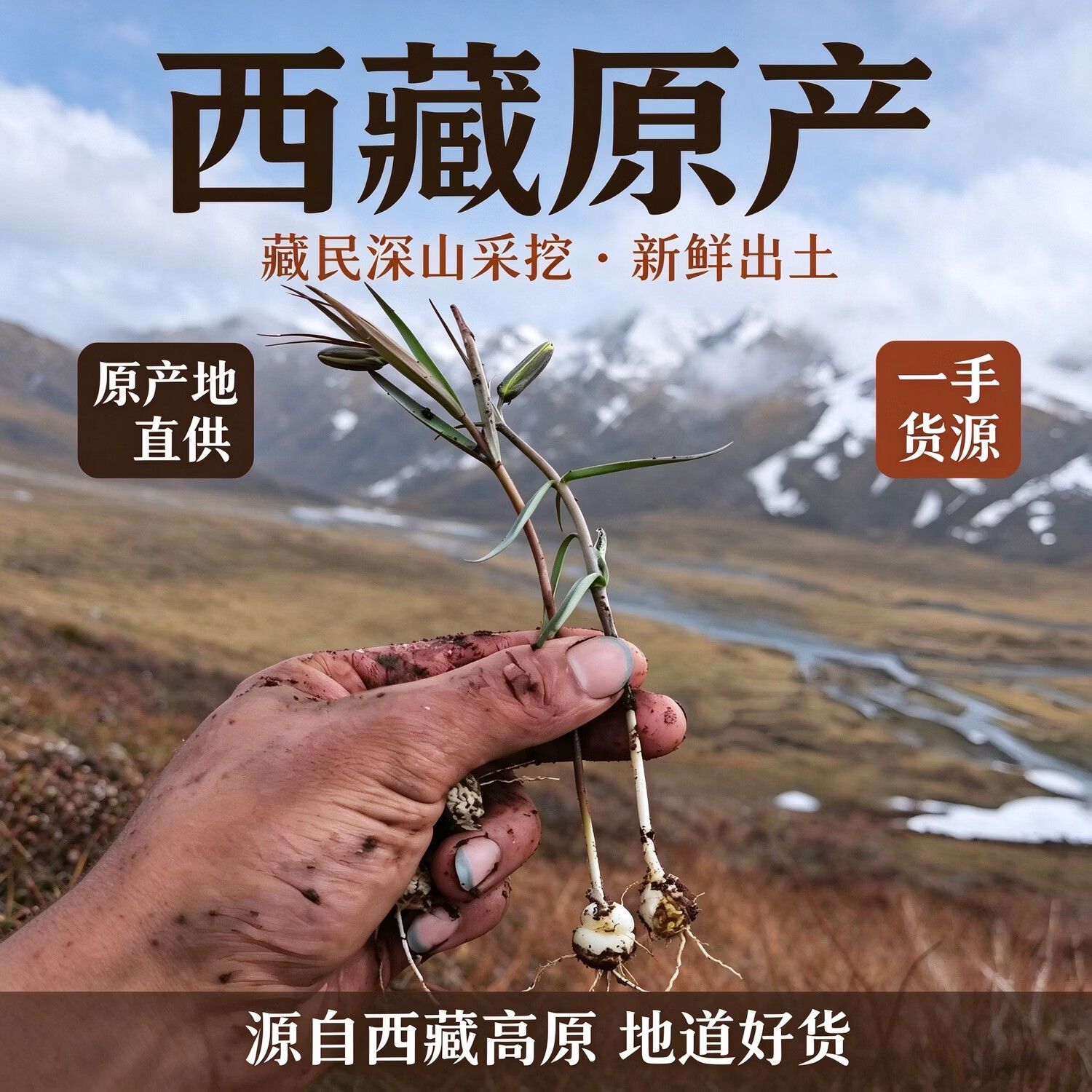 西藏特产野生藏贝母西藏林芝超川贝松贝母中药材50克新货批发 藏贝母打粉500克 500g*1瓶