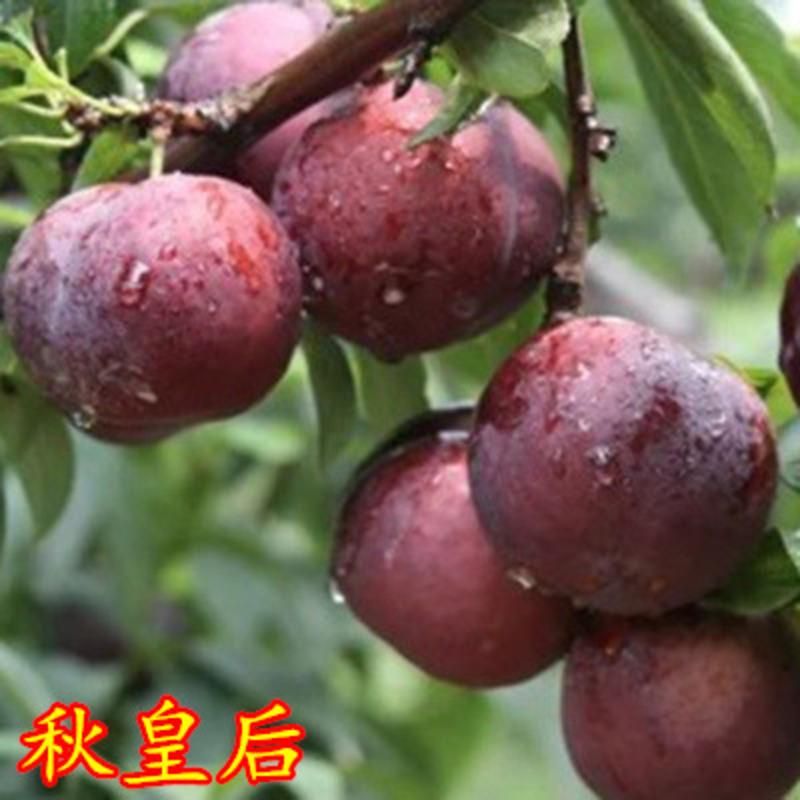 龙辰语嫁接李子苗李子树苗 南方北方盆栽地栽当年结果树苗庭院黑红