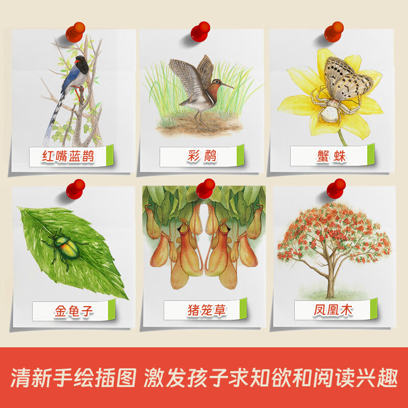 自然里的文学课：不怕脑震荡的啄木鸟详情图