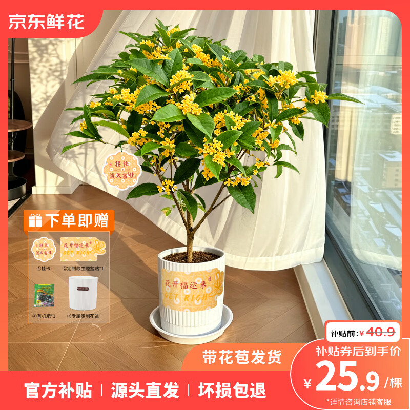 自营中秋桂花树盆栽 25.8元 - 86线报