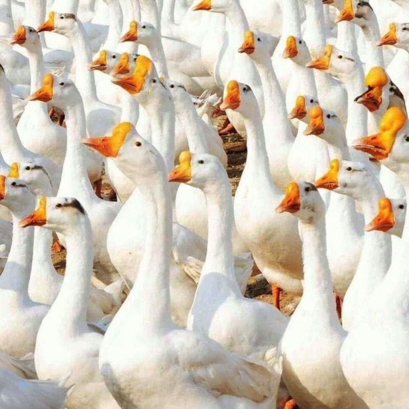 正宗大种四季鹅产蛋王鹅批发家养小鹅苗一只鹅活体散养 四季白鹅苗