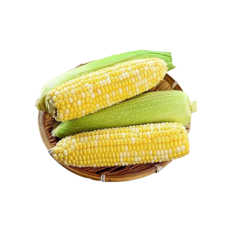 黄六爷正宗东北黄糯玉米当季农家自种新鲜蔬菜软糯香甜早餐代餐即食苞米 10根（家庭共享） 单根200g左右
