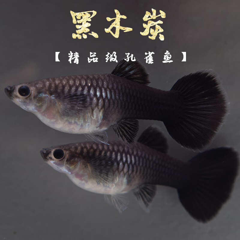 梦茜儿(mexemina)黑木炭孔雀鱼黑礼服纯种精品热带观赏鱼胎生鱼活体