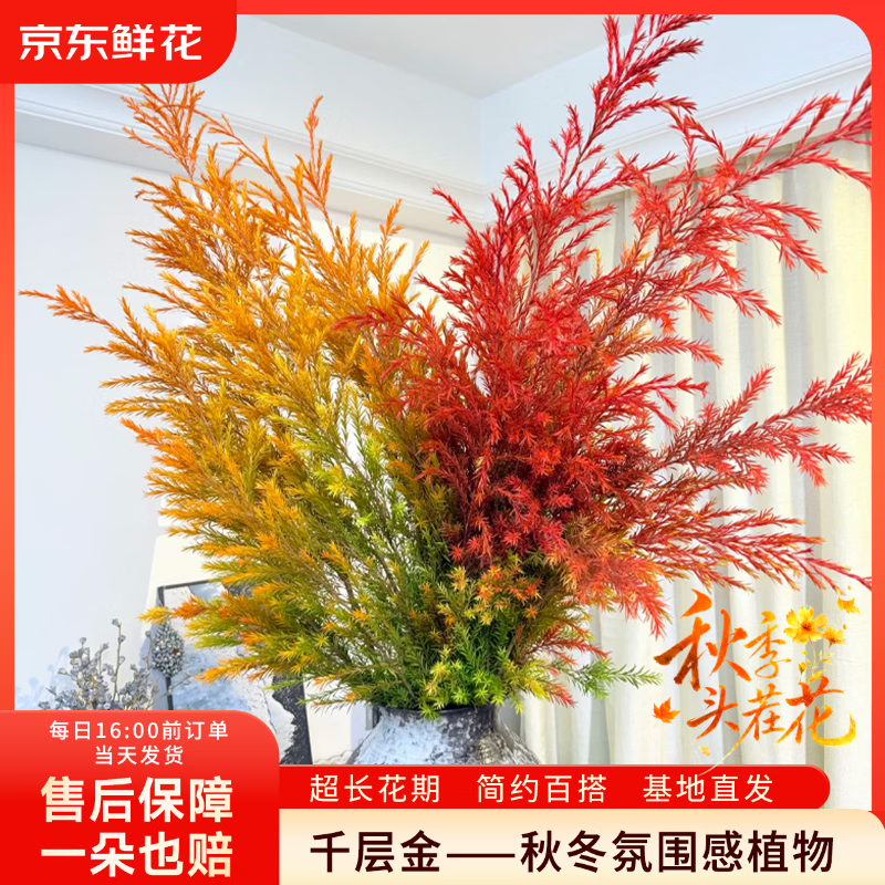 京东鲜花【秋上新】千层金鲜花花束橙色一束中秋节观赏干花永生花源头直发
