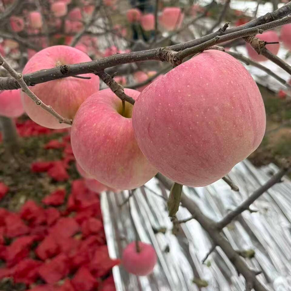 早熟陕西红富士,脆甜可口冰糖心苹果 90cm以上大果 陕西早熟红富士
