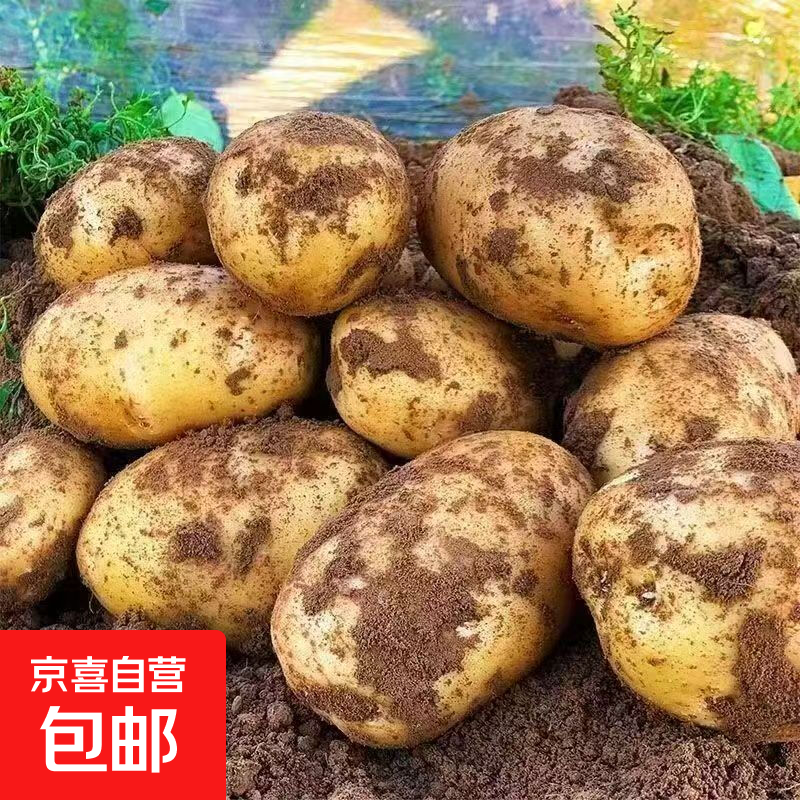 【东东买菜】山东黄皮土豆粉糯新鲜现挖马铃薯洋芋芋头当季蔬菜好 【东东买菜】小土豆2斤净重