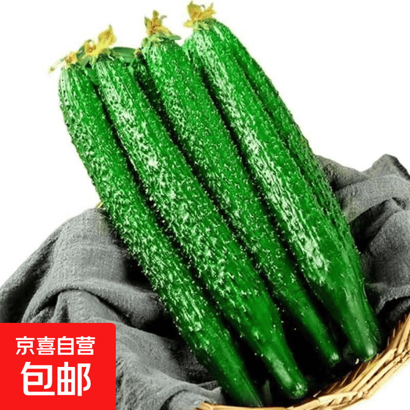 山东密刺小条黄瓜新鲜蔬菜新鲜采摘生吃生鲜 刺黄瓜 5斤 净重