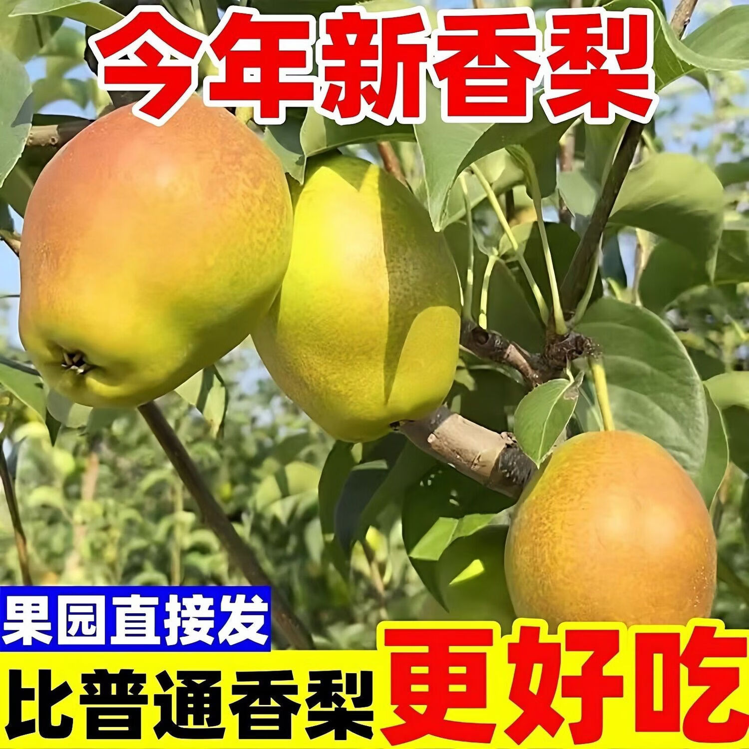 亨泰丰源小香梨 酥梨 新鲜梨子 应季当季水果皮薄汁水多现摘鲜发河北梨子 净重4.5斤小香梨脆梨