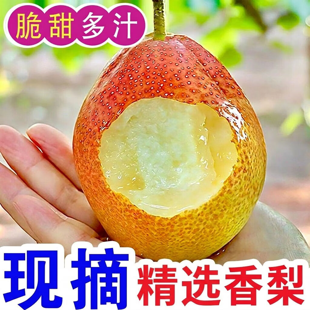 亨泰丰源小香梨 酥梨 新鲜梨子 应季当季水果皮薄汁水多现摘鲜发河北梨子 净重4.5斤小香梨脆梨